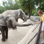 Zoos EVACUATED Four Days Straight—Families Flee… A woman feeding elephants at a zoo