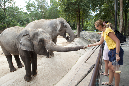 shutterstock_120052132.jpg A woman feeding elephants at a zoo