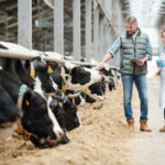 Flesh-Eating Maggots Breach Texas Farmer and veterinarian inspecting cows in a dairy farm.